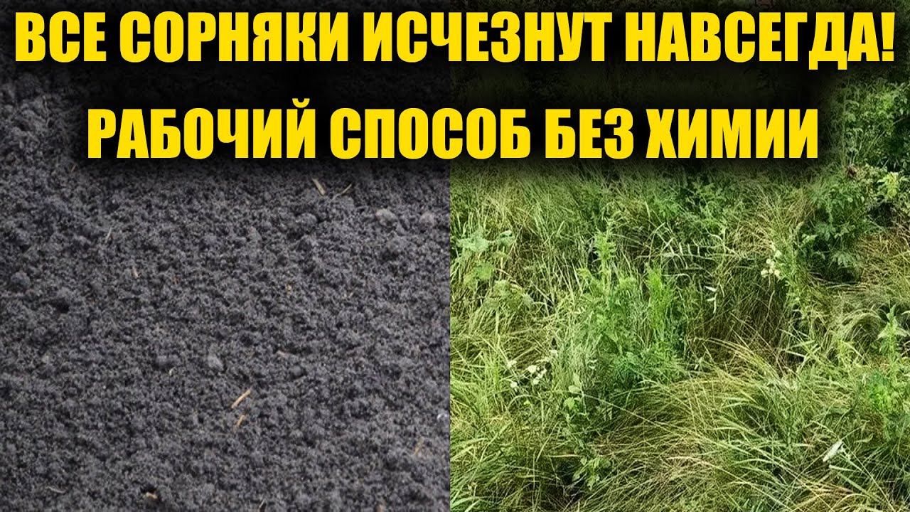 Любые СОРНЯКИ исчезнут навсегда без химии! Жалею что раньше не узнала смотреть онлайн