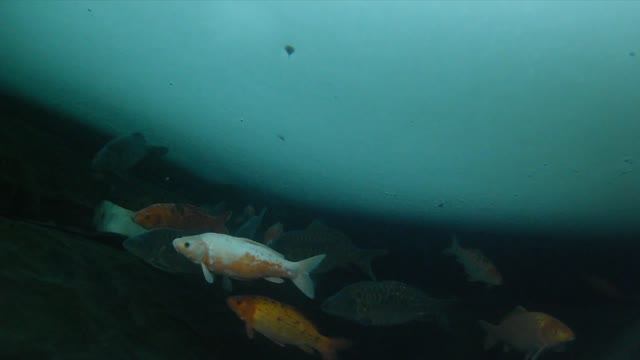 Рыба в пруду в Сибири смотреть онлайн