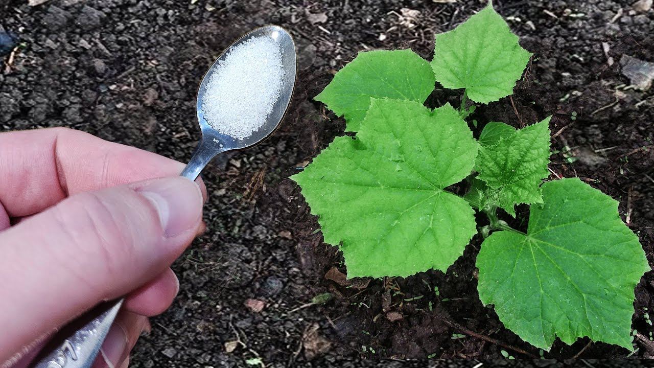 Огурцы вмиг пойдут в рост, дадут большой урожай и не будут болеть! Бабушка научила смотреть онлайн