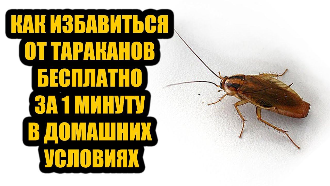 Как избавиться от тараканов бесплатно за 1 минуту в домашних условиях навсегда смотреть онлайн