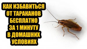 Как избавиться от тараканов бесплатно за 1 минуту в домашних условиях навсегда