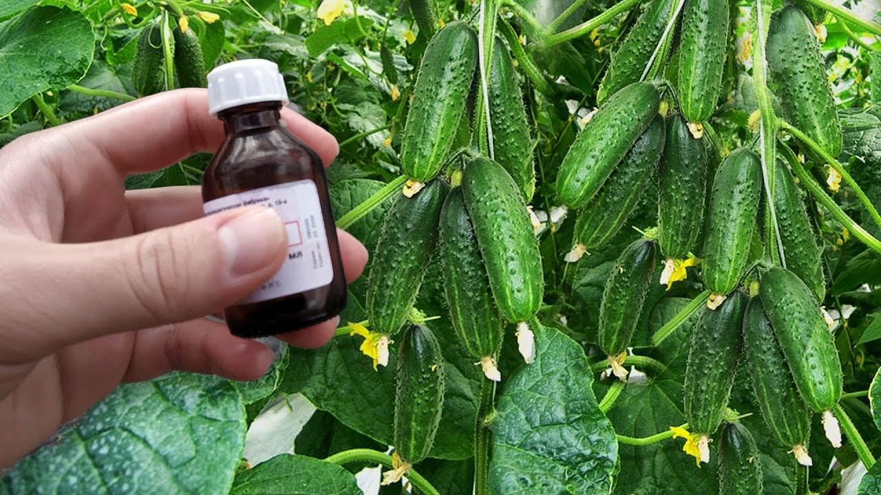 2 Капли и Огурцов нарастает Тонна в Июле и Августе! Даже пожелтевшие позеленеют и заплодоносят! смотреть онлайн