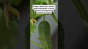 Огурцы перестанут желтеть, снова позеленеют и начнут обильно заплодоносить тоннами до осени! #огород