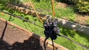 Виноград сорт Рене Блю. Grape Rene Blue