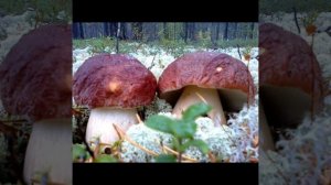 Живые релакс картины от ИИ.