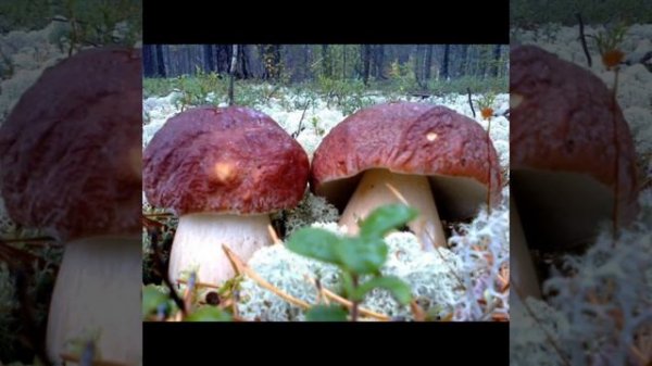 Живые релакс картины от ИИ.