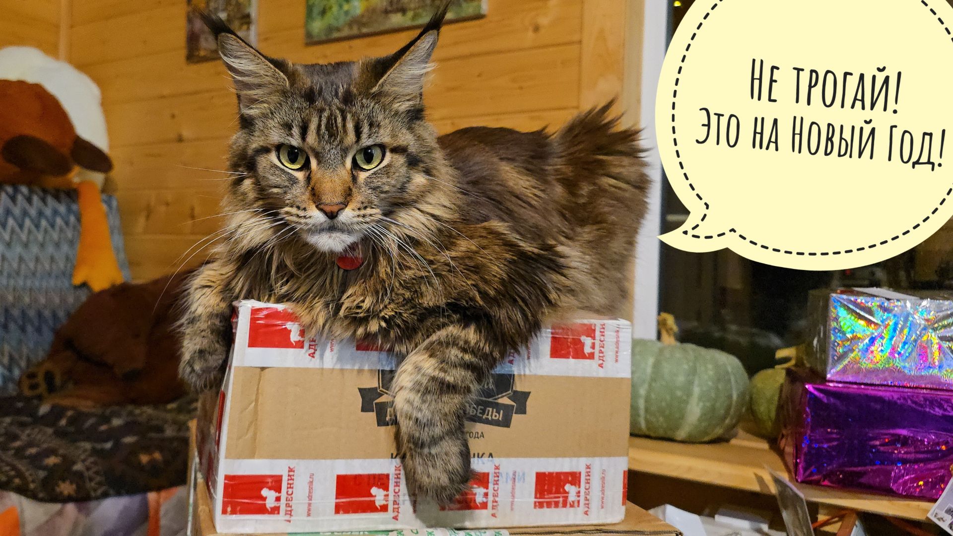 У кошки Морошки копятся посылочки. Домашние лимоны наносят пользу совам. Артём ночует в гараже? смотреть онлайн