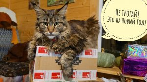 У кошки Морошки копятся посылочки. Домашние лимоны наносят пользу совам. Артём ночует в гараже?