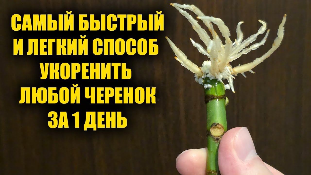 Укоренится за 1 день любой черенок! Самый эффективный способ укоренения любых черенков смотреть онлайн