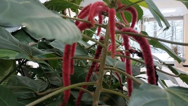 Во Дворце пионеров на Воробьёвых горах.г.Москва смотреть онлайн