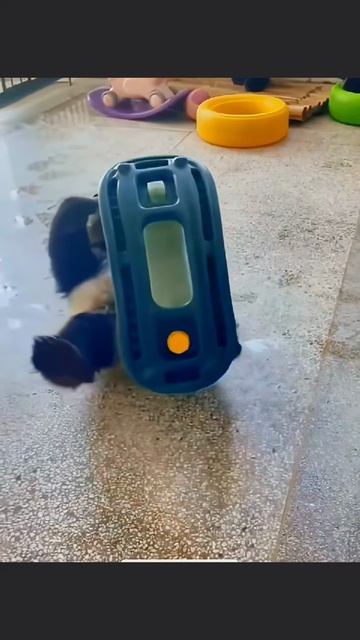 Неуклюжая панда😄 смотреть онлайн