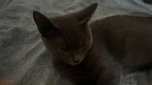 Спайдер кот 2 серия