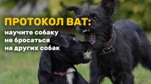 Что делать, если собака кидается на других собак? Разбор кинолога: на 100% рабочий метод