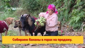 Muôn и друзья из Вьетнама. Собираем бананы в горах на продажу.