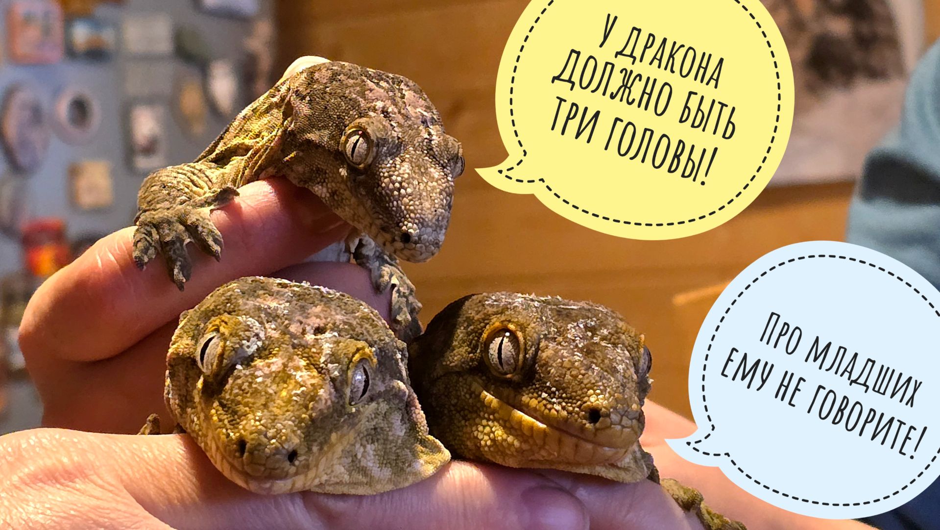 Вся семья гекконов гигантских бананоедов в сборе! Переселяем рыбов из совешни в кладовку смотреть онлайн