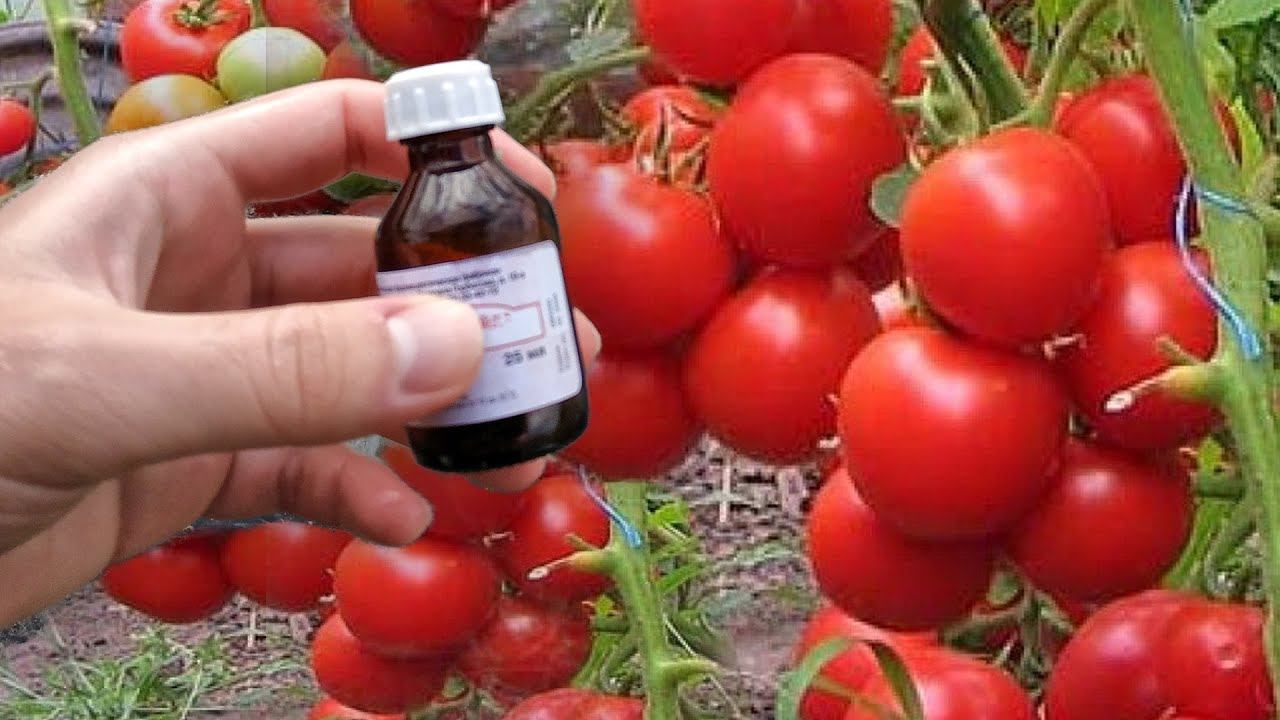 Томаты Вмиг Заплодоносят! Фитофторы у Помидор Не Будет Никогда Подкормите в Июне Так! смотреть онлайн