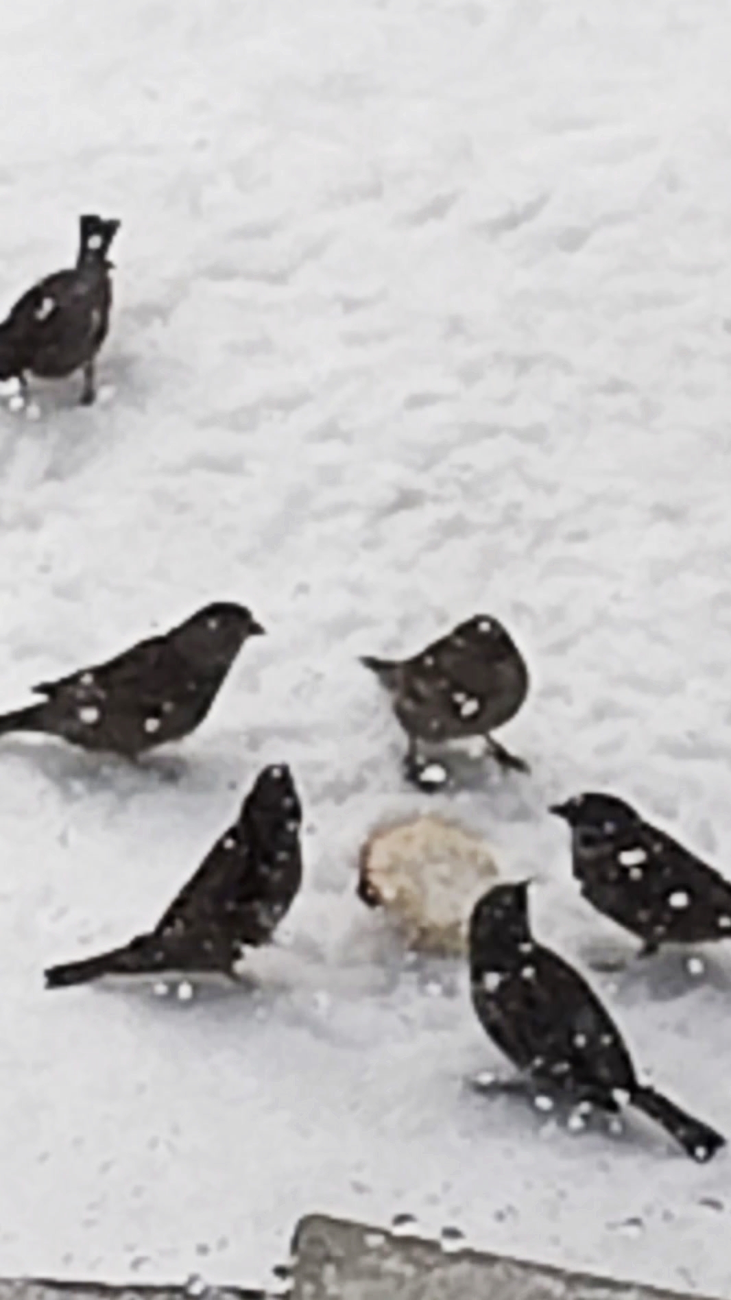 часть 2. Мишка кормит птиц зимой! 27-12-2025 смотреть онлайн