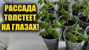 Рассада толстеет на глазах и никогда не вытягивается! Лучшая подкормка рассады томатов огурца перца