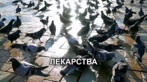 Очередной слёт голубеводов г Узловая