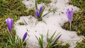 Какая_красивая_музыка_о_нежности_и_любви_Цветы_красиво_распускаются_под_музыку