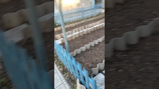 Мне нужен хороший винный виноград, жду вашего совета... смотреть онлайн