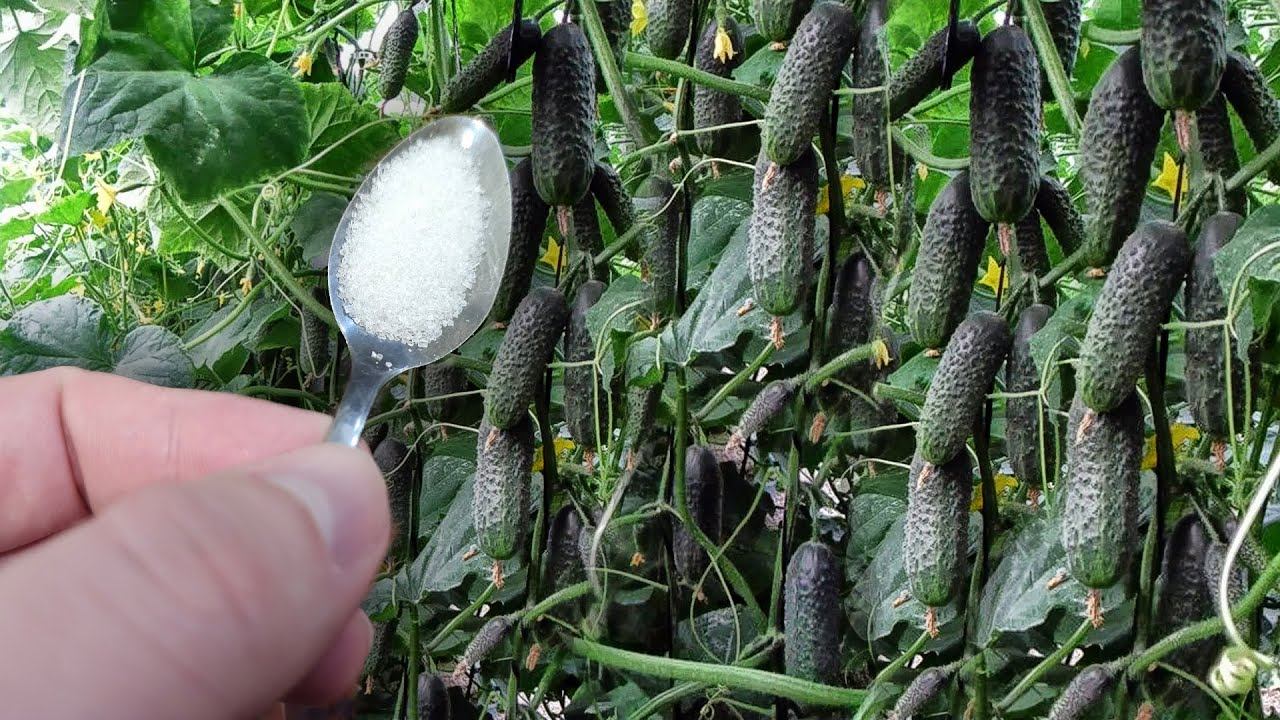 1 Ложка и Огурцов Томатов Перцев нарастает Тонна в Июле и Августе! смотреть онлайн