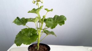 Prince Gustav - как найти к нему подход. Шикарный сорт пеларгонии со скверным характером