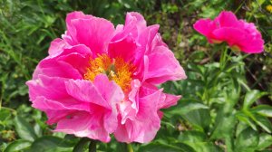 Яркий, сияющий пион Paula Fay.