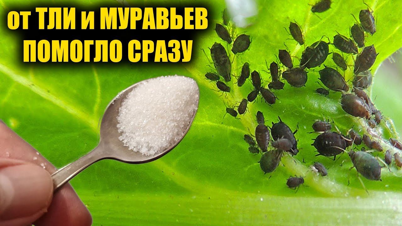 За 1 раз избавилась от Тли и Муравьев навсегда! Я в шоке, этот способ работает смотреть онлайн