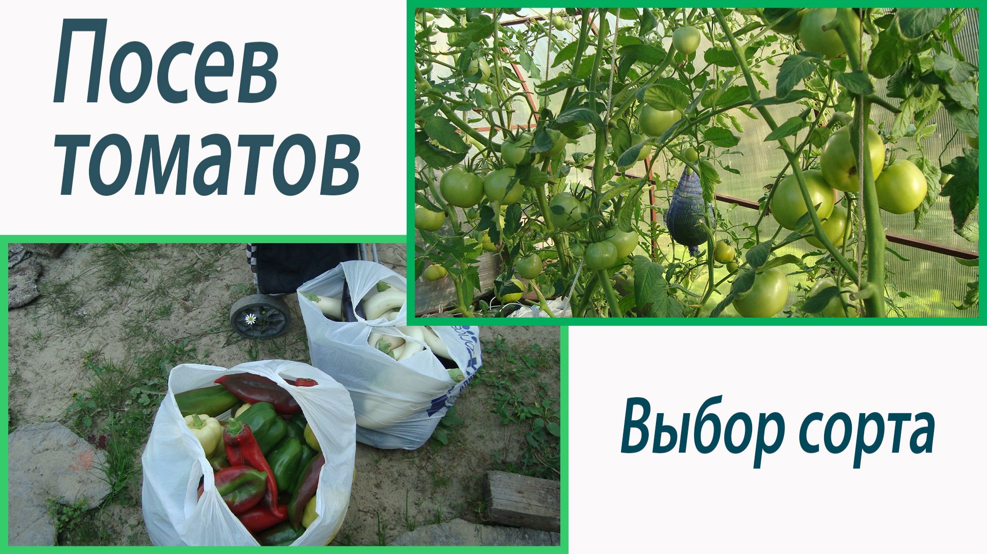 Посев томатов. Выбор сортов. Октябрина Ганичкина смотреть онлайн