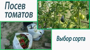 Посев томатов. Выбор сортов. Октябрина Ганичкина