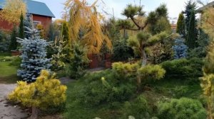 Сквозь время. Хвойный сад. 12 лет за 20 секунд