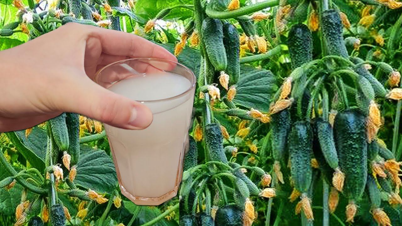 Полила ОГУРЦЫ этим и за ночь наросло 50 вёдер ОГУРЦОВ, будете столько же собирать! смотреть онлайн