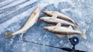 ЗИМНЯЯ РЫБАЛКА НА СУДАКА || Рыбалка на балансир #зинмяярыбалка #FishingHolidays #судак