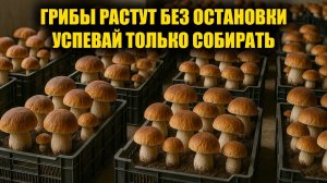 Так может каждый! 50кг Грибов в неделю! Выращивание грибов дома. Белые грибы, шампиньоны и тд
