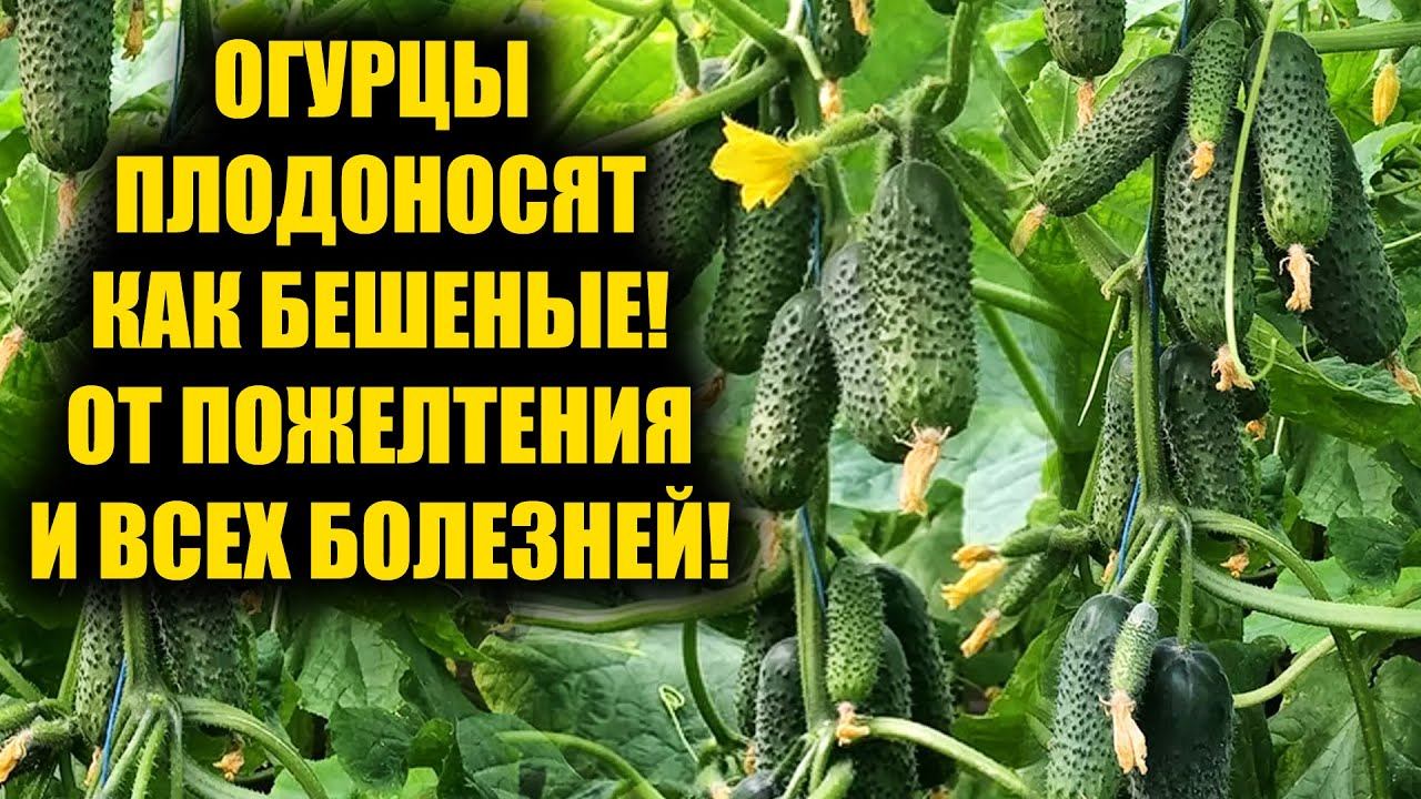 1 Литр под Огурцы! Засыпят урожаем, желтеть и болеть не будут! смотреть онлайн