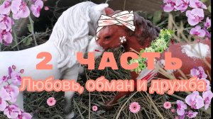 Мини-фильм "любовь, обман и дружба", часть вторая "месть". Лошади шляйх