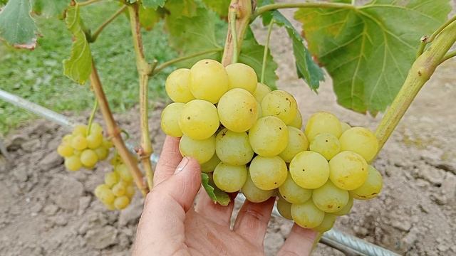 Прайм сидлис