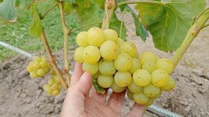 Прайм сидлис