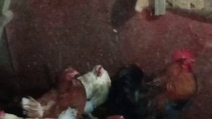 Петух и его семейка