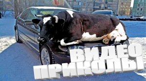 ВИДЕОПРИКОЛЫ \ КРУТЫЕ ПРИКОЛЫ 2025 \ НОВЫЕ ПРИКОЛЫ \ СМЕШНЫЕ ПРИКОЛЫ 2025 ЮМОР