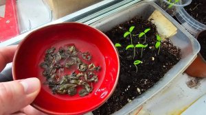 Старый Китаец Научил Так Выращивать Рассаду Томатов Огурцов Перца!