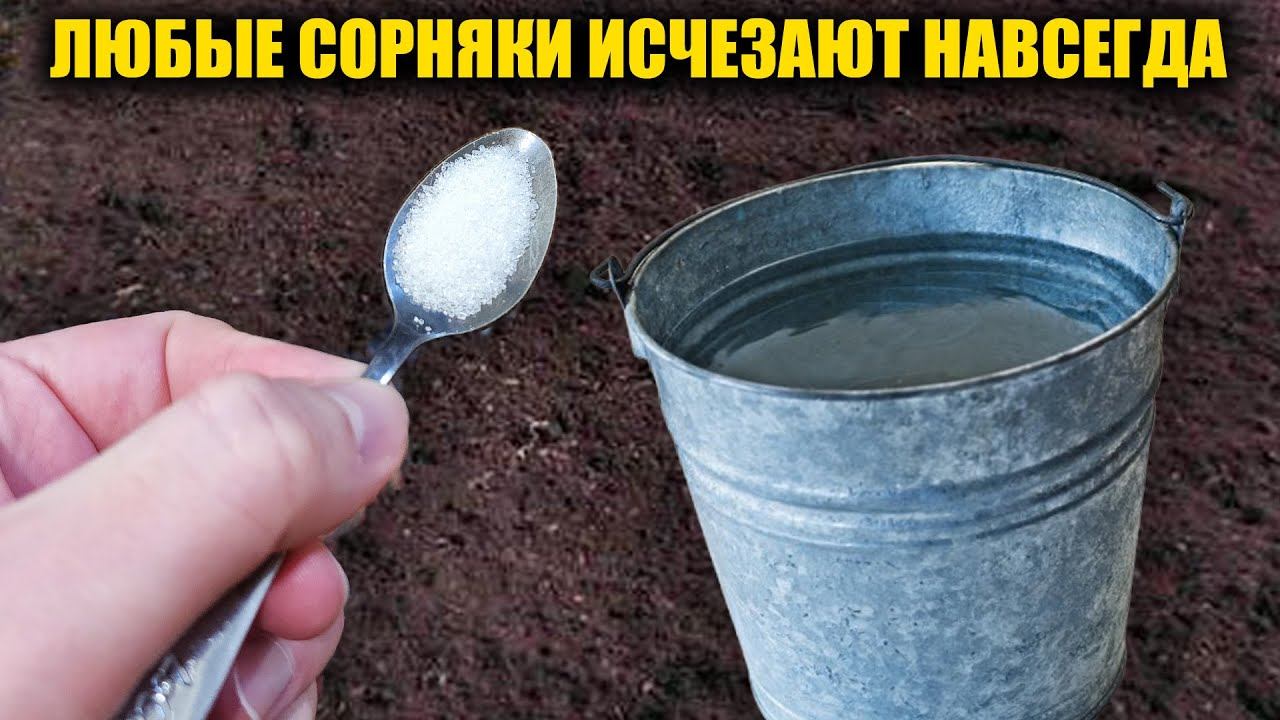 Все СОРНЯКИ исчезнут за 1 минуту навсегда! Простой безопасный способ без химии смотреть онлайн