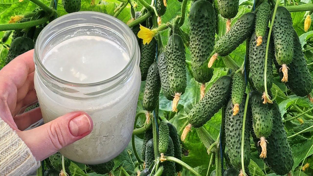Полила ОГУРЦЫ этим и за ночь наросло 50 вёдер огурцов, будете столько же собирать! смотреть онлайн