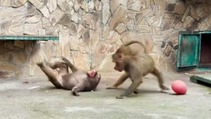 Я здесь ВЛАСТЬ и ЗАКОН! Люся пришла - порядки навела! Свои! Степан бросается на защиту Мани!