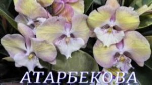 №1158/ МОРЕ красивых ОРХИДЕЙ в с/ц на АТАРБЕКОВА