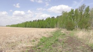 Гонимая ветром весна.