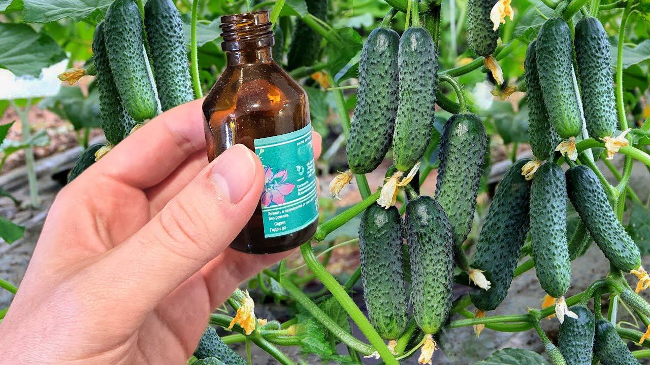 2 Капли на 1 литр воды и Огурцы собирайте тоннами, не болеют, растут как бешеные смотреть онлайн
