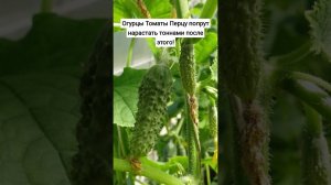 Огурцы Томаты Перцу попрут нарастать тоннами после этого! #сад #огород #огурцы #томаты #перец