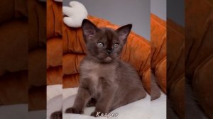 Соболиный котёнок Kasper. Помёт «К8»